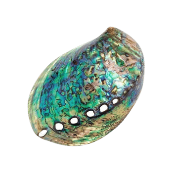 Abalone