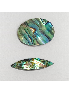 Abalone 64