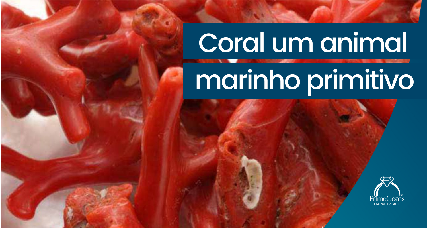 CORAL UM ANIMAL MARINHO PRIMITIVO 